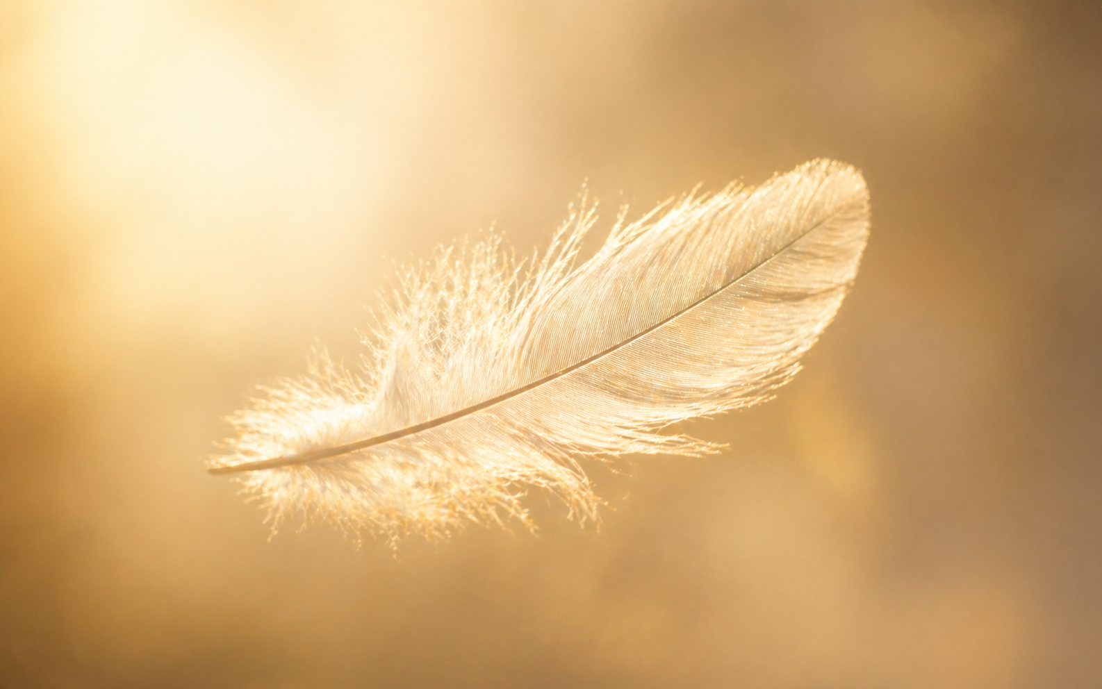 A single white feather drifting through golden air
